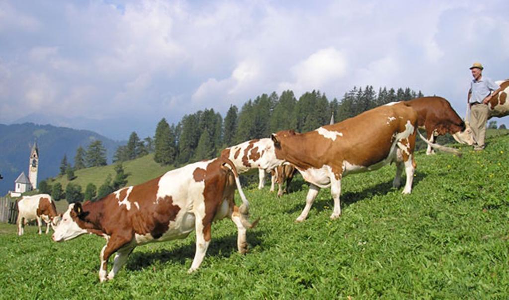 Vakantieboerderij Tolpei La Valle